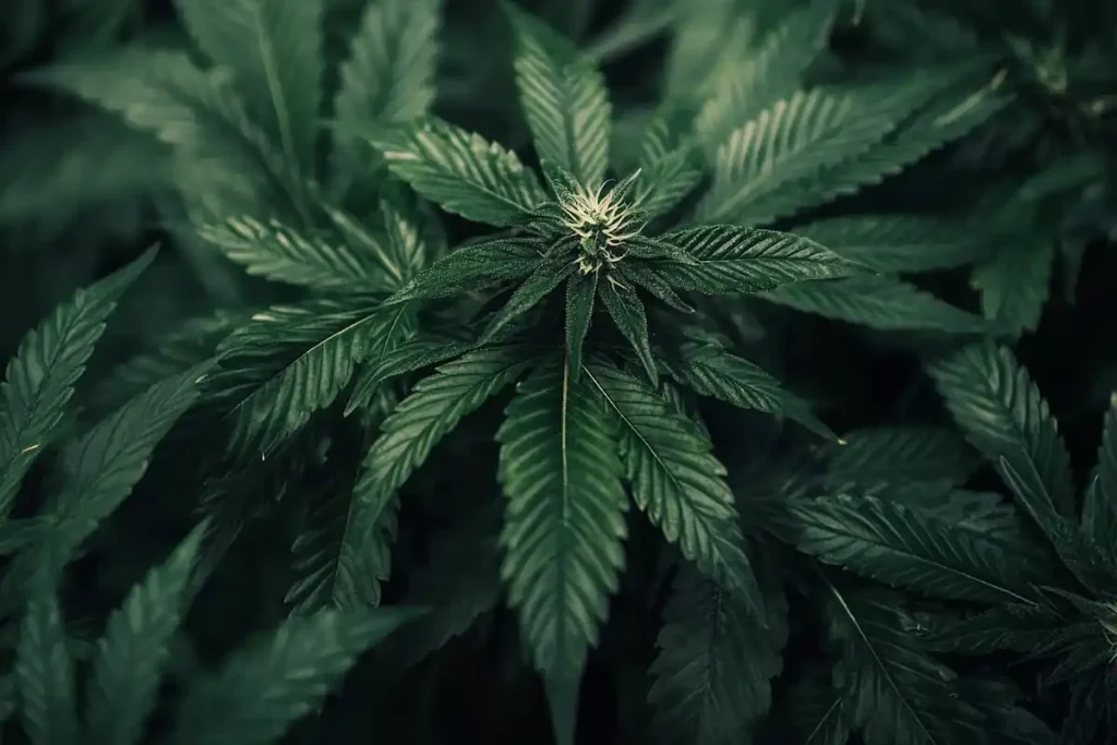 Tipos de usos de la marihuana índica