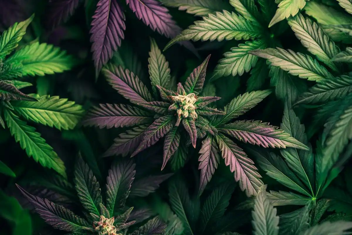 Tipos de marihuana índica