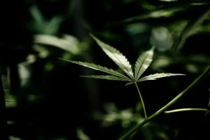 Exigences cannabis club Ibiza