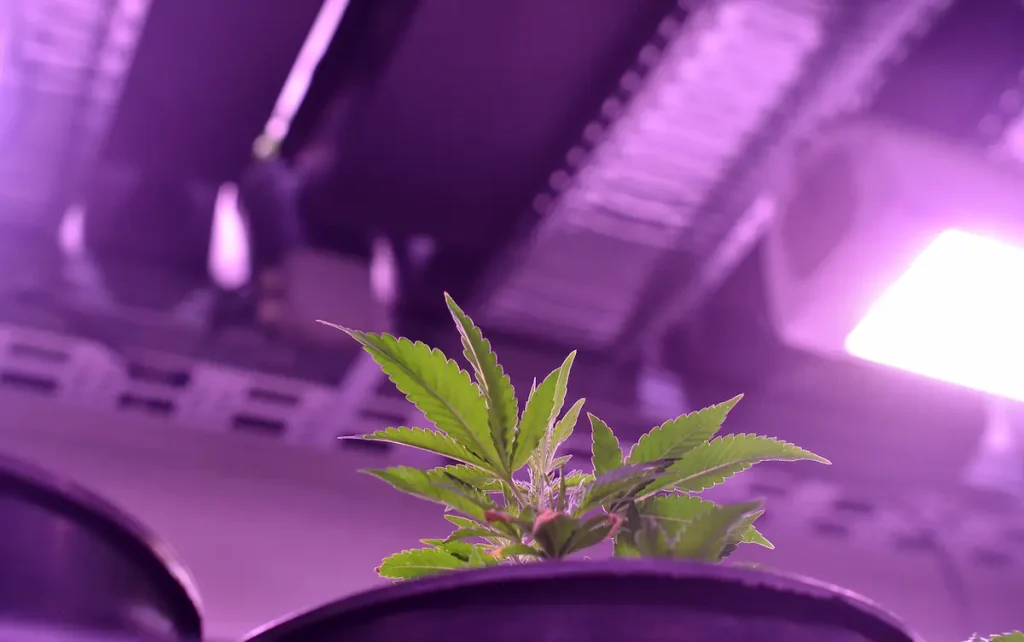 Exigences cannabis club Ibiza consommateurs