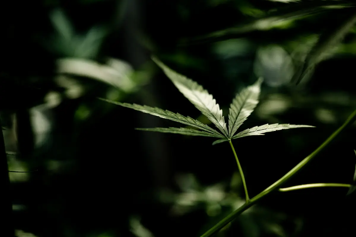 Exigences cannabis club Ibiza