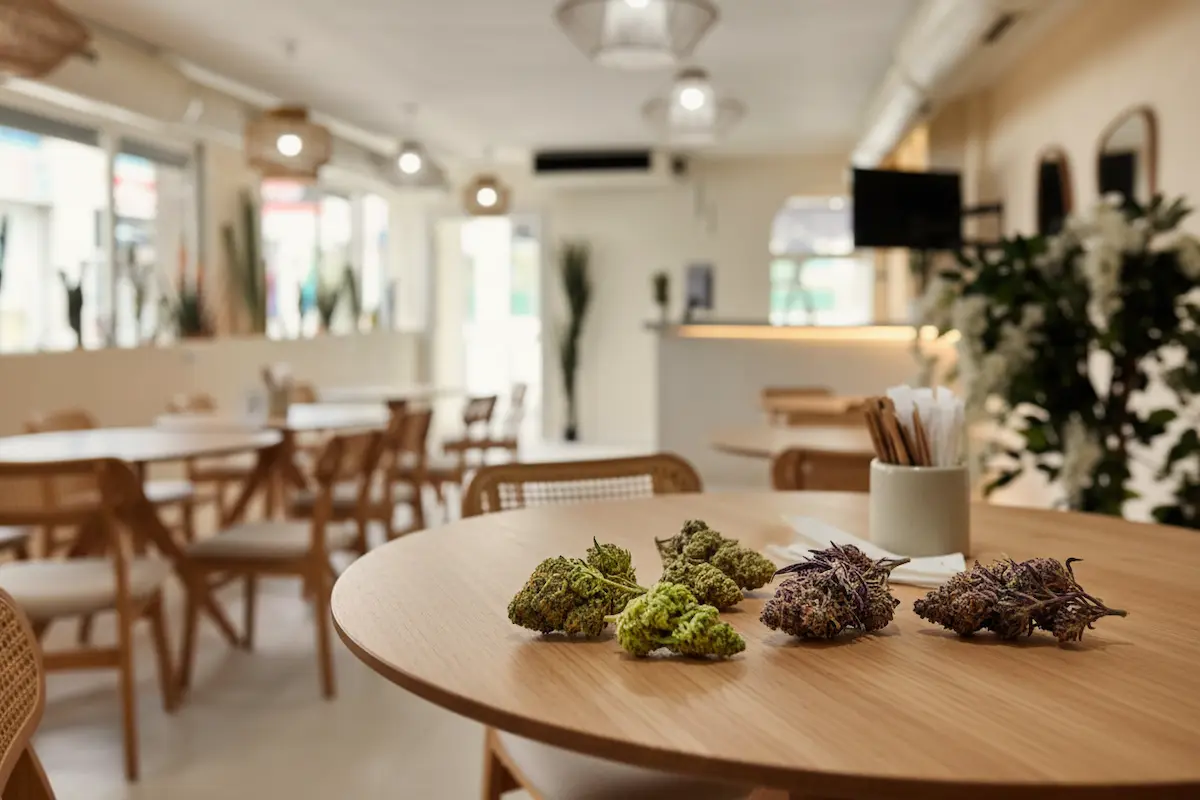 Variedades populares de cannabis en Ibiza